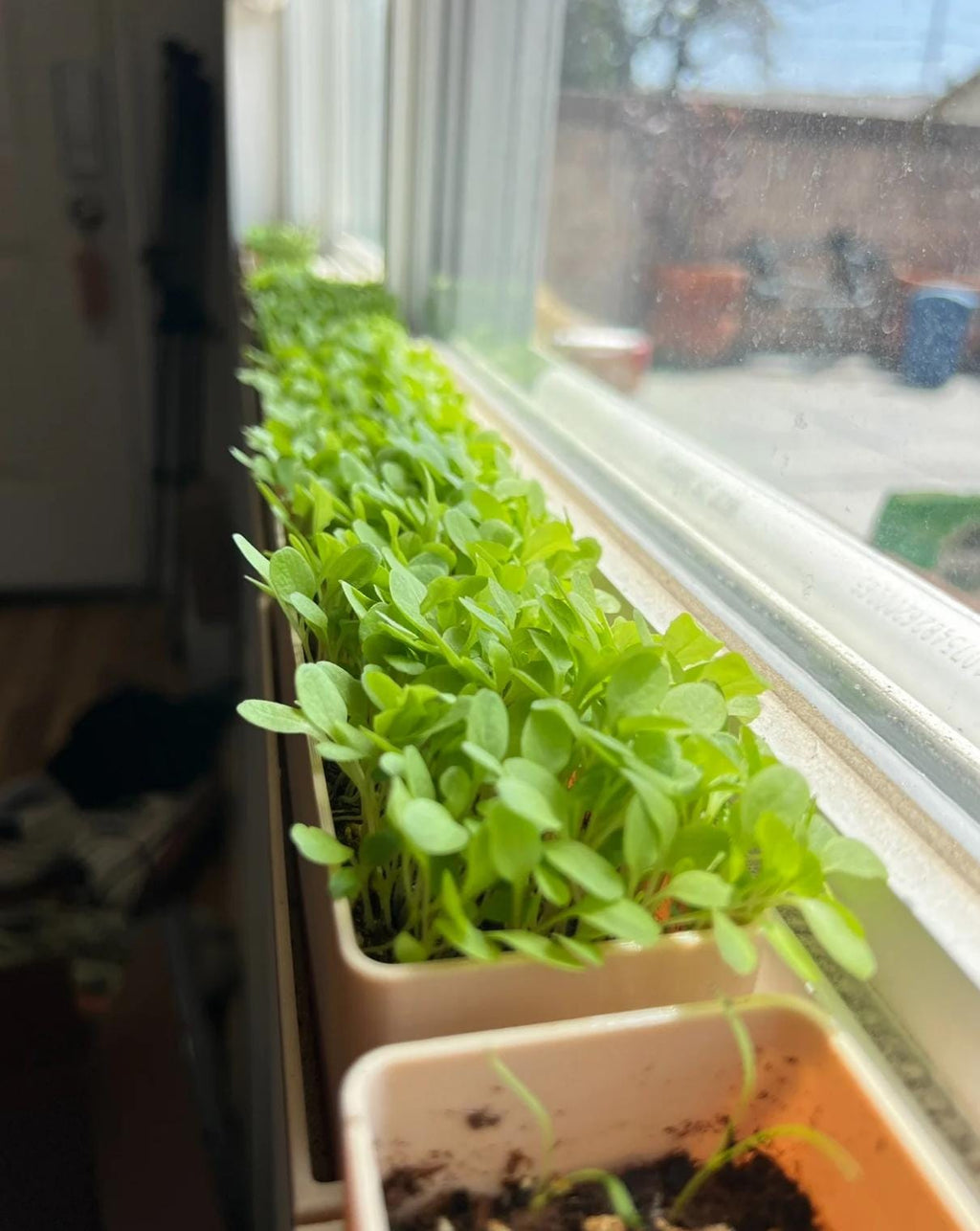 Windowsill Planter - Microgreens Kit with Seeds, Indoor Herb Garden Starter Kit, Grow Your Own Kitchen Herbs & Veggies, Gardener Gift