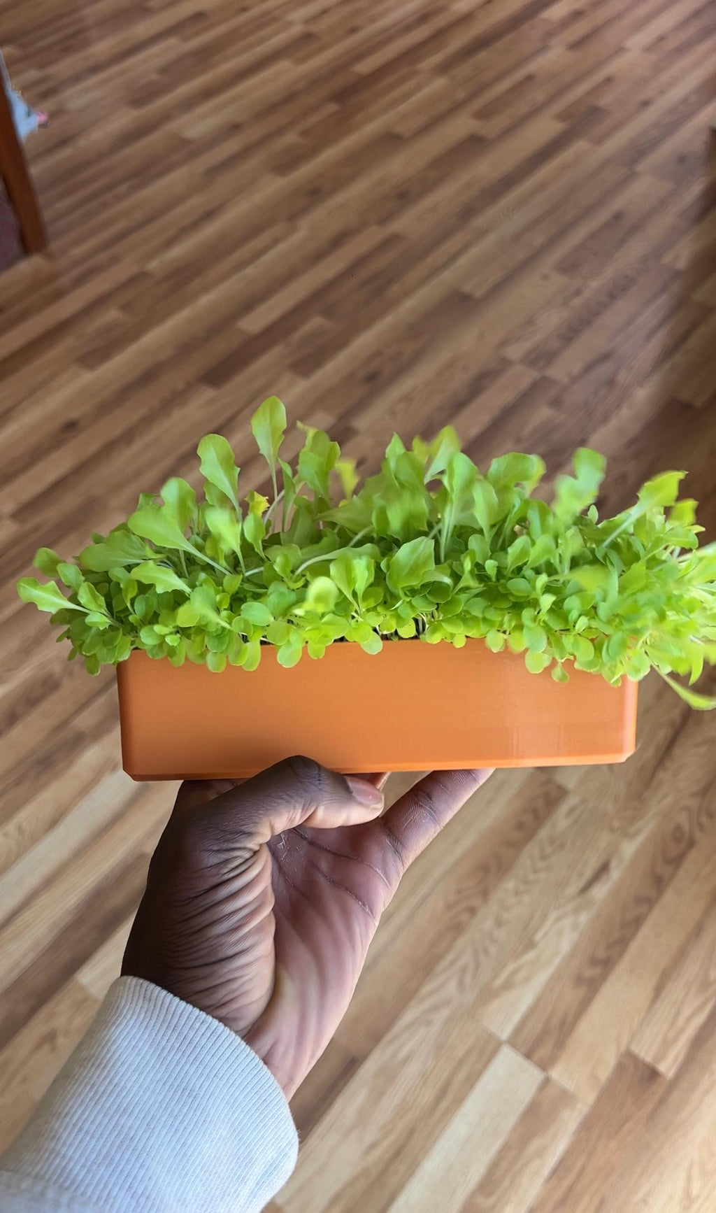 Windowsill Planter - Microgreens Kit with Seeds, Indoor Herb Garden Starter Kit, Grow Your Own Kitchen Herbs & Veggies, Gardener Gift